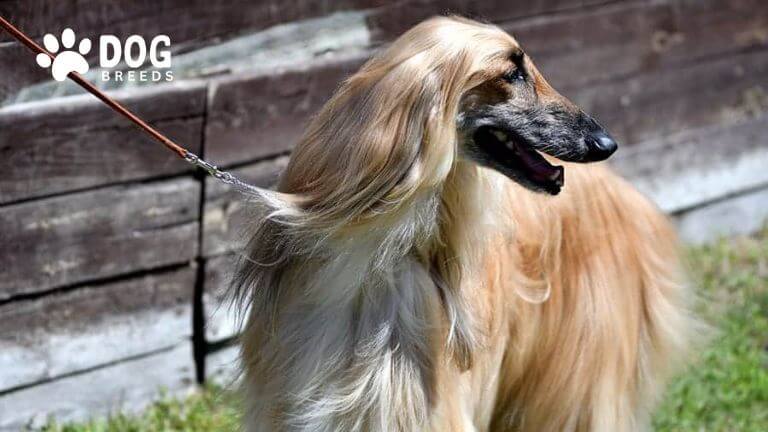 Afghan Hound Dog Breed