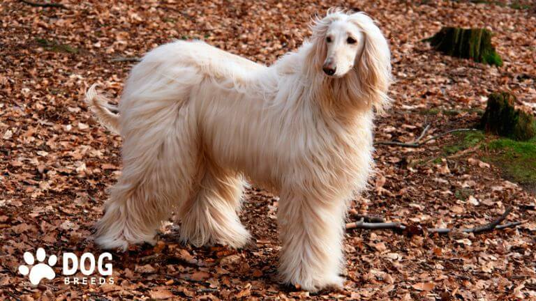 Afghan Hound Dog