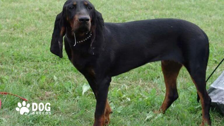 Black and Tan Coonhound Dog Breed