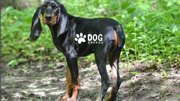 Black and Tan Coonhound Dog