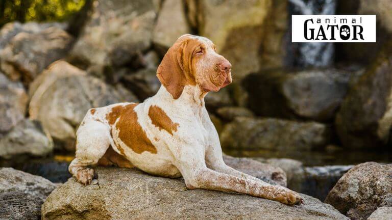 Bracco Italiano Dog Breed