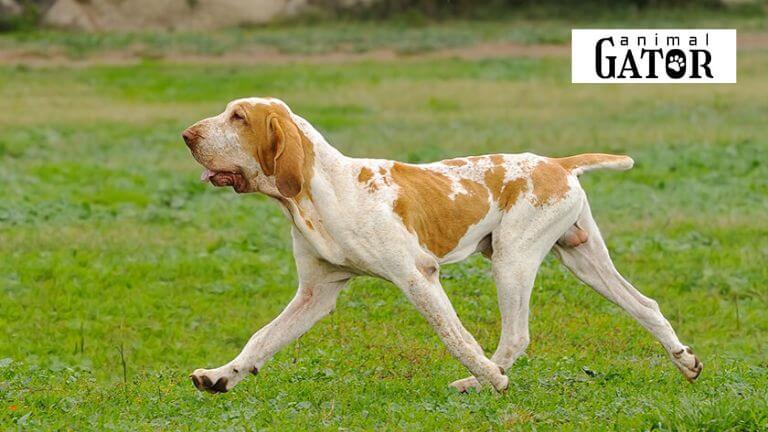 Bracco Italiano Dog