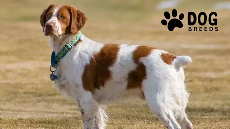 Brittany Spaniel Dog Breed