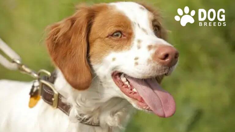 Brittany Spaniel Dog