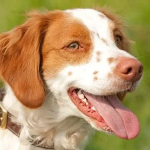 Brittany Spaniel Dog