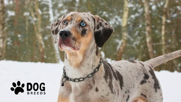 Catahoula Leopard Dog Breed