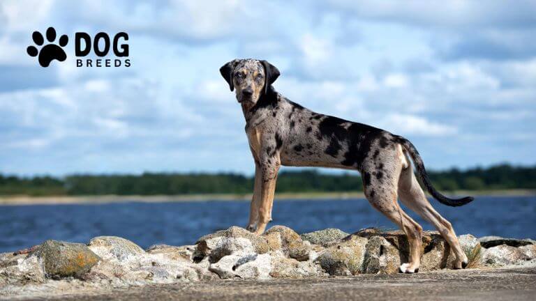 Catahoula Leopard Dog