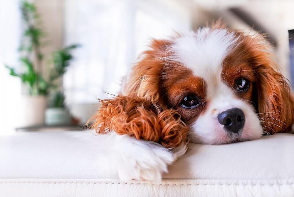 Cavalier King Charles Spaniel Dog Breed