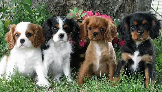 Cavalier King Charles Spaniel Dog