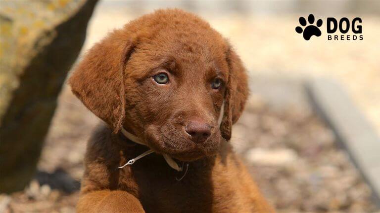 Chesapeake Bay Retriever Dog