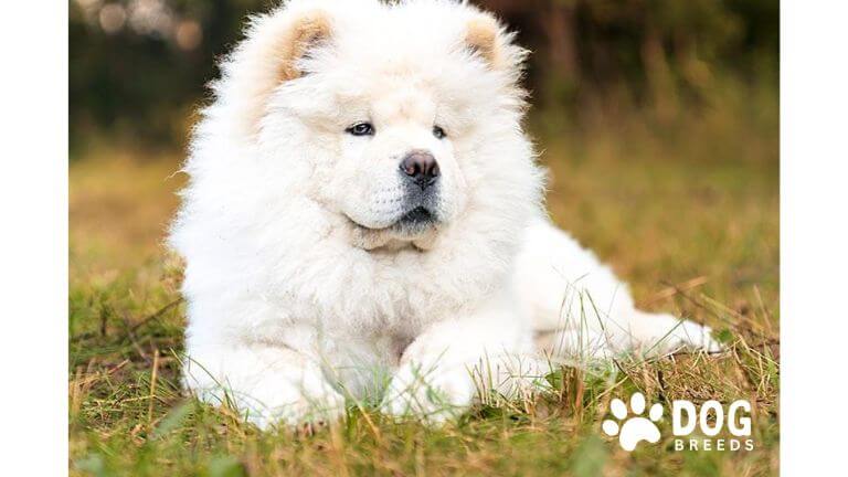 Chow Chow Dog