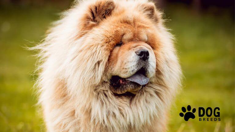 Chow Chow Dog Breed