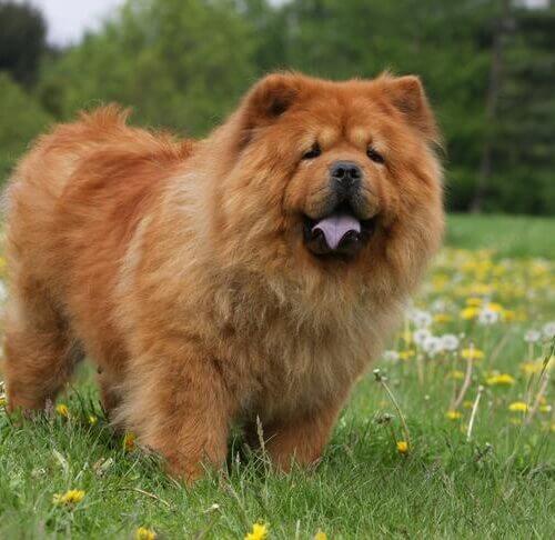 Chow Chow Dog