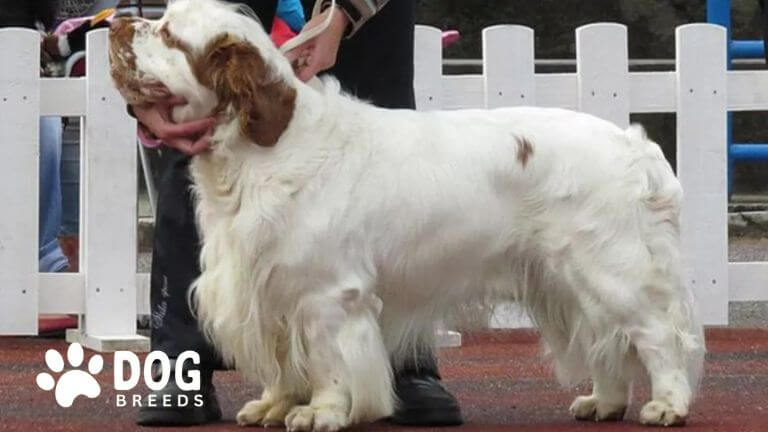 Clumber Spaniel Dog Breed