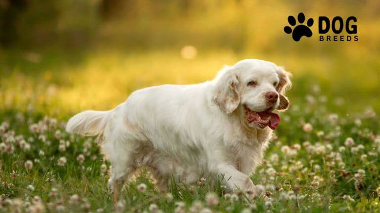 Clumber Spaniel Dog