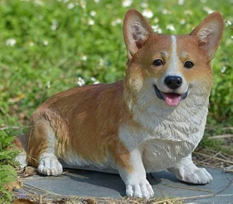 Corgi dog breed