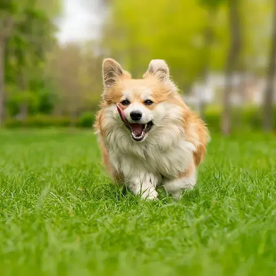 Corgi Dog