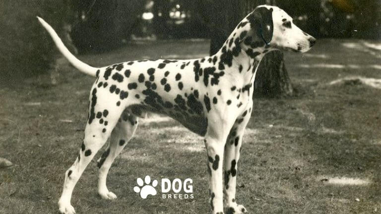 Dalmatian dog breed