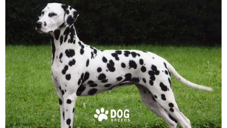 Dalmatian Dog Breed