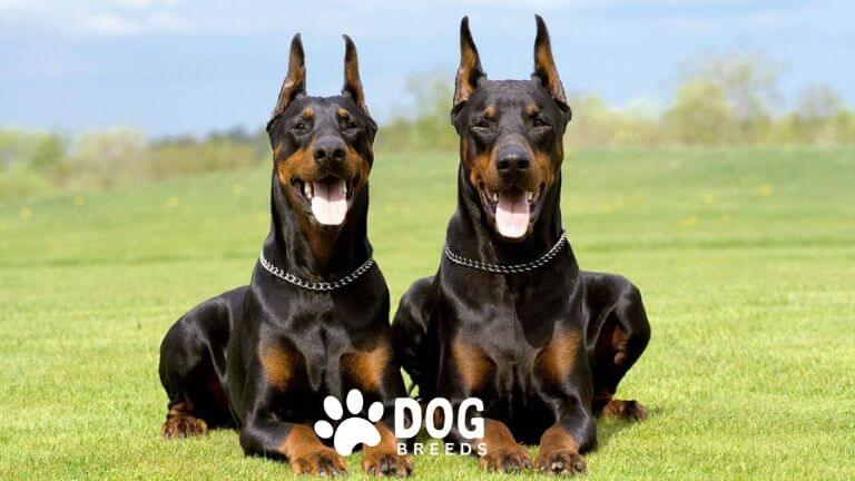 Doberman Pinscher Dog