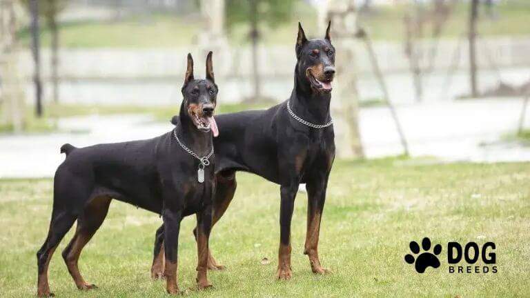 Doberman Pinscher Dog