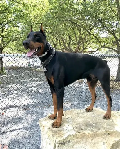 Doberman Pinscher Dog