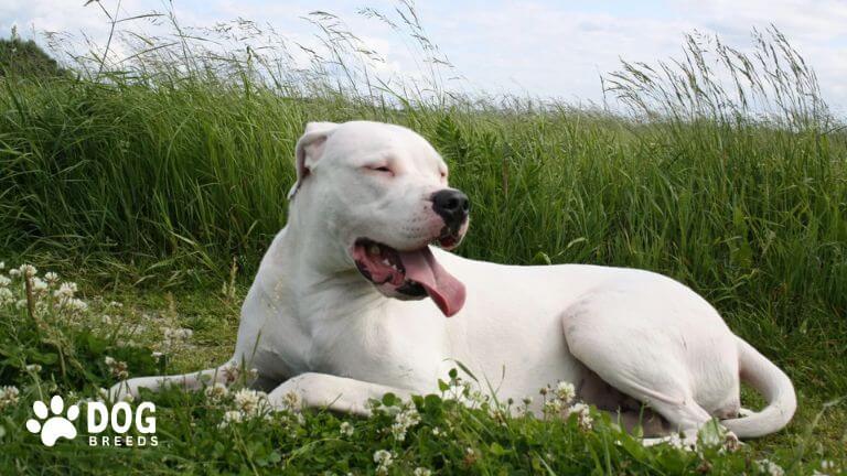 Dogo Argentino Dog