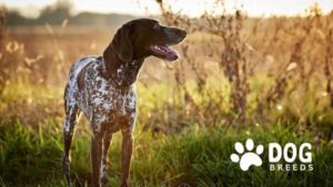 German Shorthaired Pointer Dog Breed