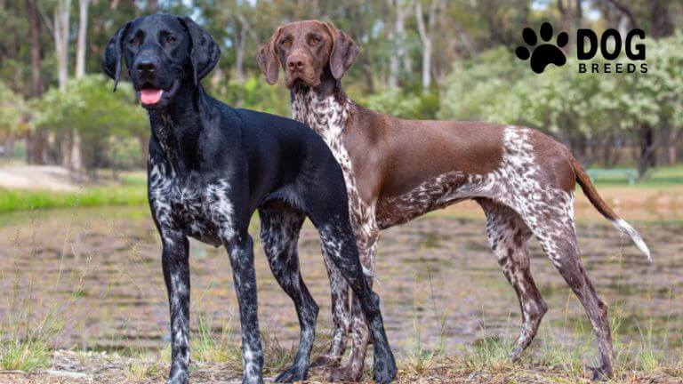 German Shorthaired Pointer Dog