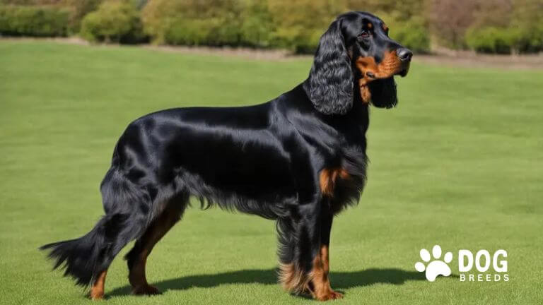 Gordon Setter Dog Breed