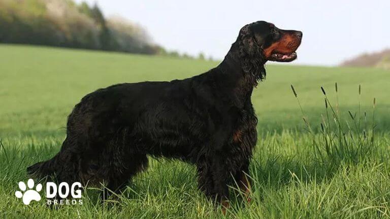 Gordon Setter Dog