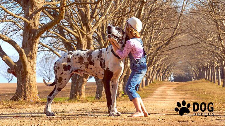 Great Dane Dog Breed