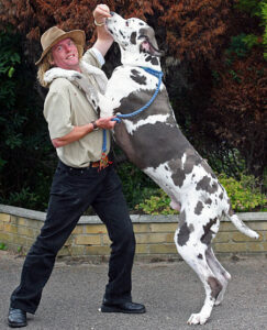 Great Dane Dog