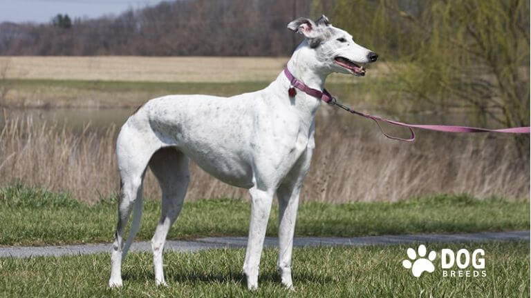 Greyhound Dog Breed