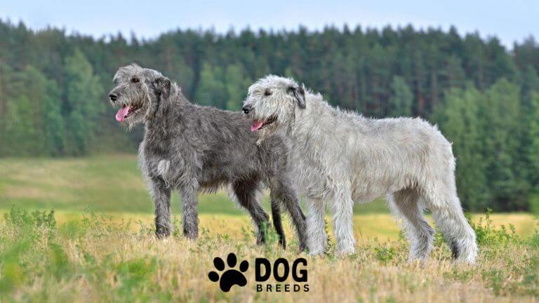 Irish Wolfhound Dog Breed