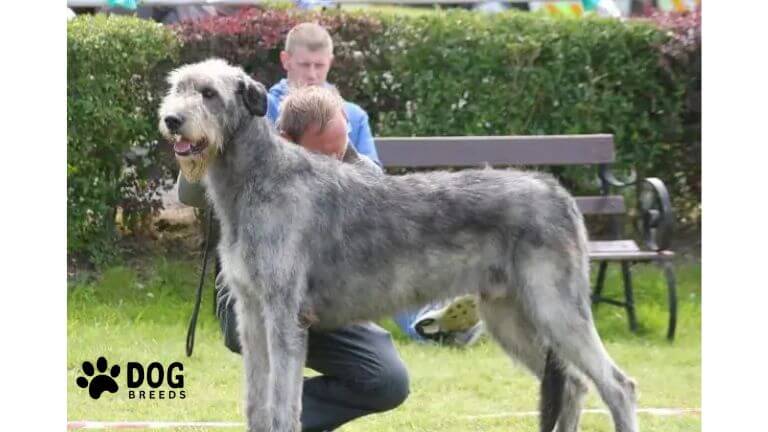 Irish Wolfhound Dog