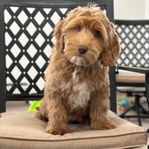 Labradoodle dog