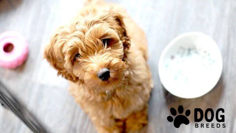 Labradoodle Dog Breed