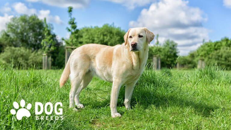 Labrador Retriever Dog Breed