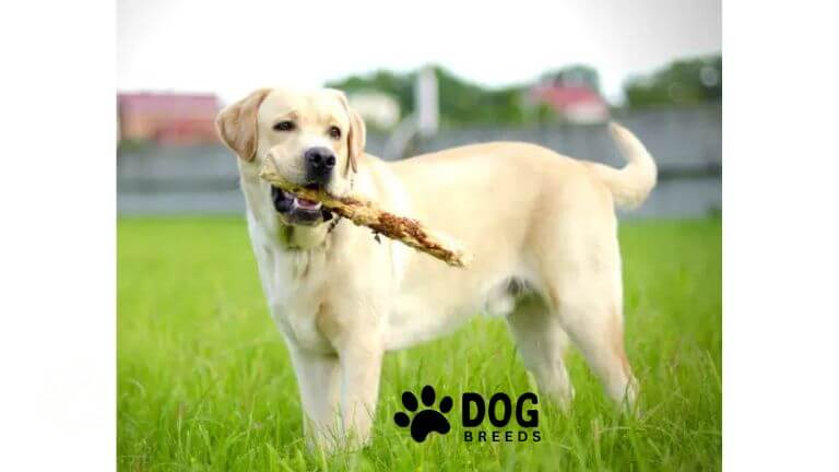 Labrador Retriever Dog Breed