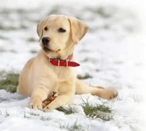 Labrador Retriever Dog