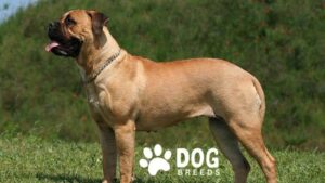 Mastiff Dog Breed