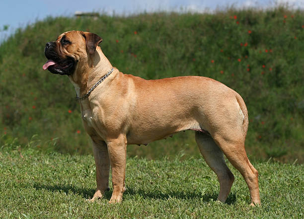 Mastiff dog