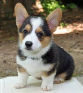 Pembroke Welsh Corgi Dog