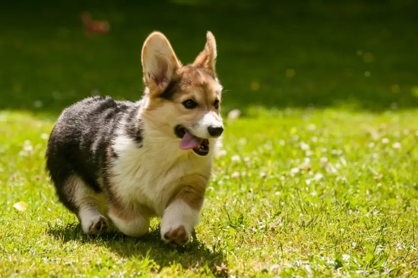 Pembroke Welsh Corgi Dog Breed