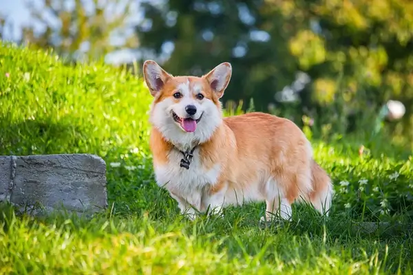 Pembroke Welsh Corgi dog