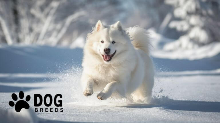 Samoyed Dog Breed