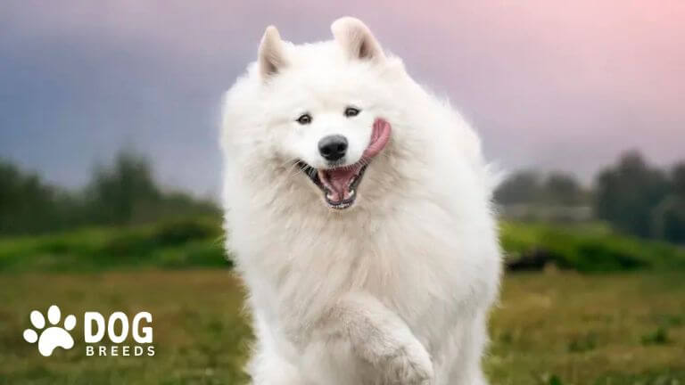 Samoyed Dog