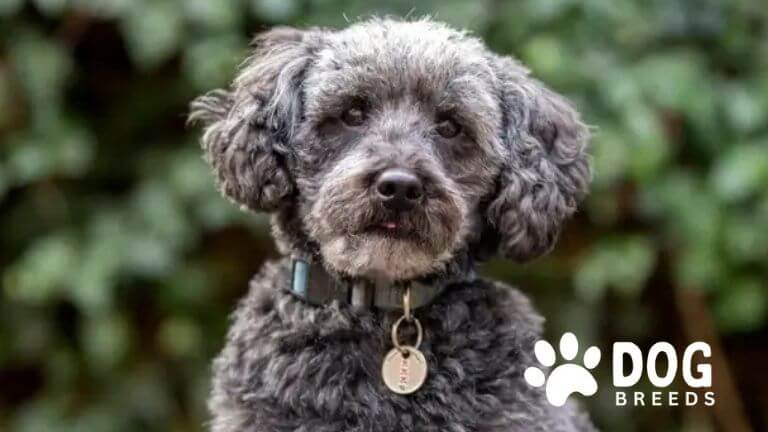 Schnoodle Dog Breed