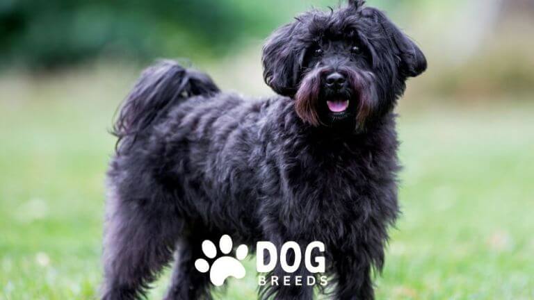 Schnoodle Dog Breed